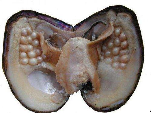 河蚌可以吃小瓜虫吗视频,揭秘水生生物的天然捕食策略