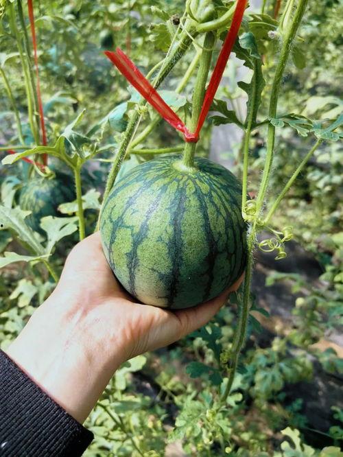 带你吃瓜的视频满级人类,带你吃瓜视频深度解析