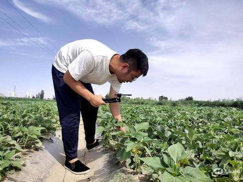 田间吃瓜教学视频,轻松掌握夏日消暑秘籍