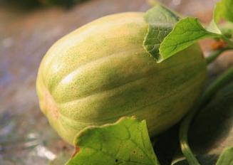 吃瓜和甜瓜的视频大全,吃瓜与甜瓜视频大全精彩回顾