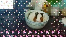 国乒吃瓜 大胖视频,揭秘大胖的瓜界传奇