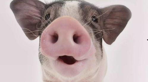 猪可以吃茄瓜吗视频播放,揭秘猪儿们对茄瓜的喜爱之谜