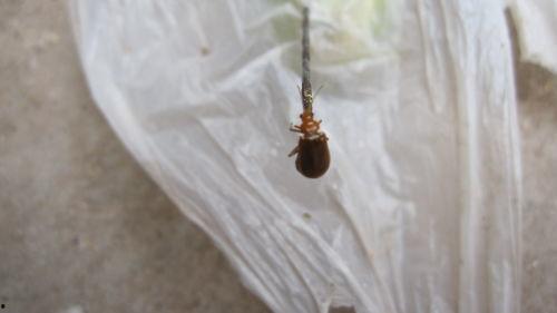 瓜种子有虫吃怎么办视频,视频揭秘高效除虫方法