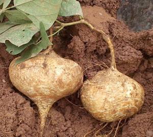 土瓜能熟吃吗怎么做视频,家常美味制作教程