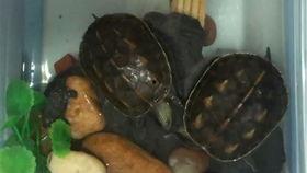 家里的小乌龟吃瓜视频,萌态十足引网友热议