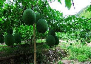 吊瓜黄了可以吃吗视频,揭秘能否安全食用