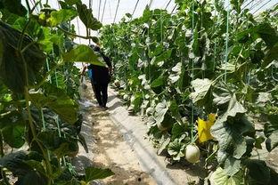 西昌吃瓜真实视频大全,现场视频大盘点