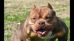 小奶狗吃大瓜视频,萌态十足引网友爆笑