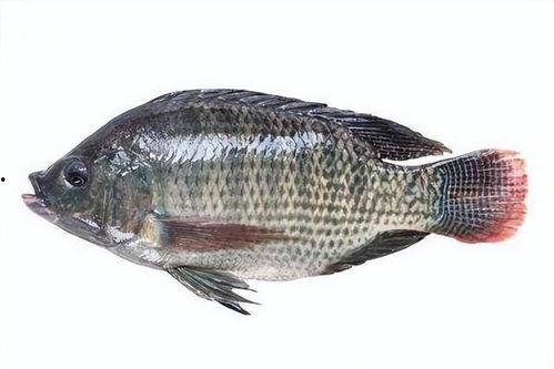 带你吃瓜罗非鱼视频大全,带你吃瓜罗非鱼视频大全精选