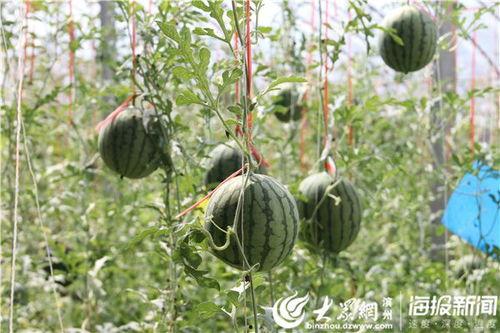 江苏淮安吃瓜事件视频曝光,视频曝光揭示惊人真相